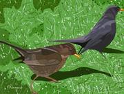 2024-10-23 Oiseaux de jardin - Merles Noirs (couple). 