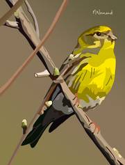 2024-11-01 Oiseaux de jardin Serin Cini (Europe). 