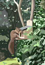 2025-01-11 Les écureuils de Valescure. 