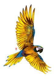 Ara en vol. Dominique Roy