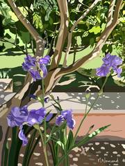 2025-05-09 Valescure - le jardin de Michèle - Les Iris sous l’Olivier. 