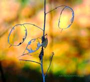 Mit Fassung. A. R. Grachenfels