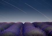 Lavender under nightsky sous les étoiles des nuits provençales. Jpp04