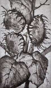 Sonnenblume. Manuela Hinkeldey