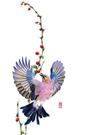 Geai sur une branche cueillant les fruits de celle ci.. Dominique Roy