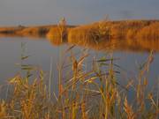 Schilf im Herbst. Carmen Pannek