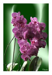 Orchidée.. Claodart
